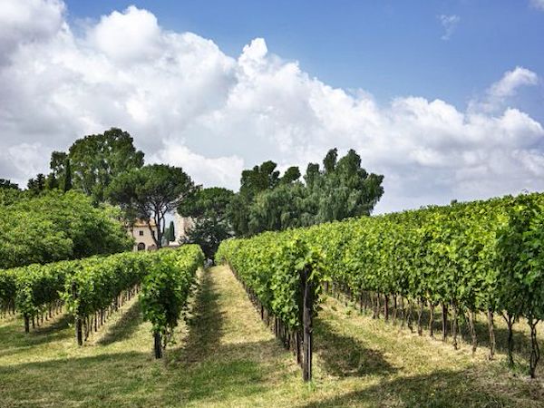Cantina Tenimenti Leone: Ingegneria di precisione per l'enologia e l'ospitalità